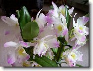 Dendrobium aphrodite