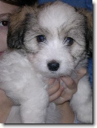 Coton de Tulear