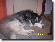 Siberian husky \(Dog standard\)