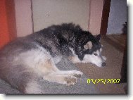 Siberian Husky
