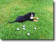 Berner Sennenhund