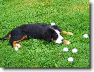 Berner Sennenhund