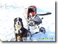 Berner Sennenhund