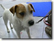 Parson Russel Terrier