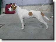 Parson Russel Terrier