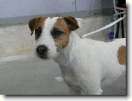 Parson Russel Terrier