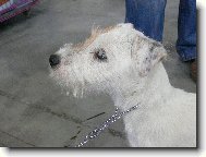 Parson Russel Terrier