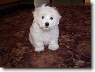 Coton de Tulear