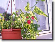 Abutilon