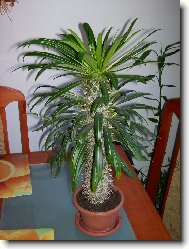 Pachypodium