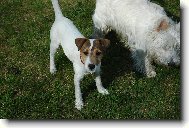 Parson Russel Terrier