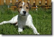 Parson Russel Terrier