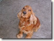 English Cocker Spaniel