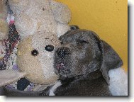 Deutsche Dogge
