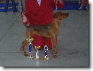 German Pinscher