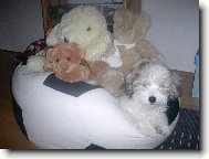 Coton de Tulear