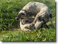 English setter