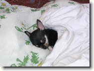 Chihuahua
