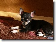 Chihuahua
