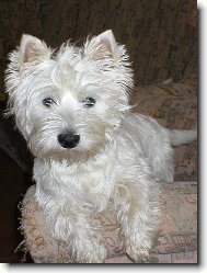 West highland white terrier \\\\\(Dog standard\\\\\)