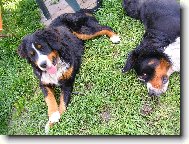 Berner Sennenhund