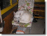 Berger Blanc Suisse, White Swiss Shepherd Dog