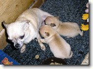 Chihuahua