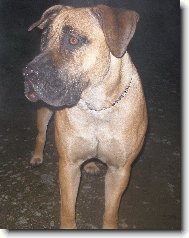 Boerboel