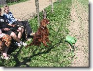 Irish Red Setter