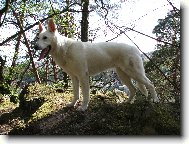 Berger Blanc Suisse, White Swiss Shepherd Dog