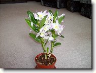 Dendrobium aphrodite