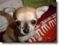 Chihuahua
