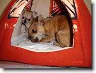 Chihuahua