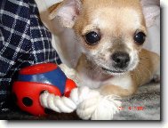 Chihuahua
