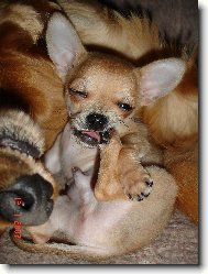 Chihuahua
