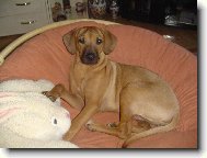 Rhodesian Ridgeback