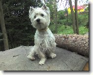 West highland white terrier \\\\\(Dog standard\\\\\)