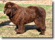 Newfoundland