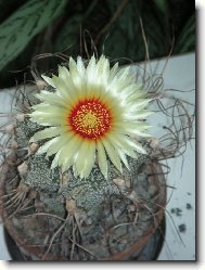 Astrophytum