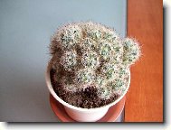 Mammillaria