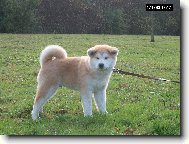 Japanese Akita