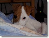 Parson Russel Terrier