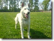 Berger Blanc Suisse, White Swiss Shepherd Dog