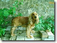 English Cocker Spaniel