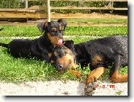 German Pinscher