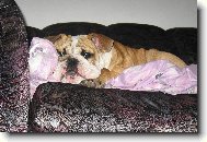 English Bulldog