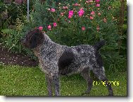Deutsch Drahthaar, German Wire-haired Pointing Dog