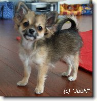 Chihuahua