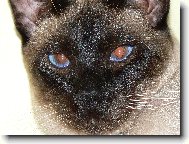 Siamese cat