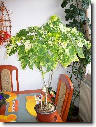 Abutilon